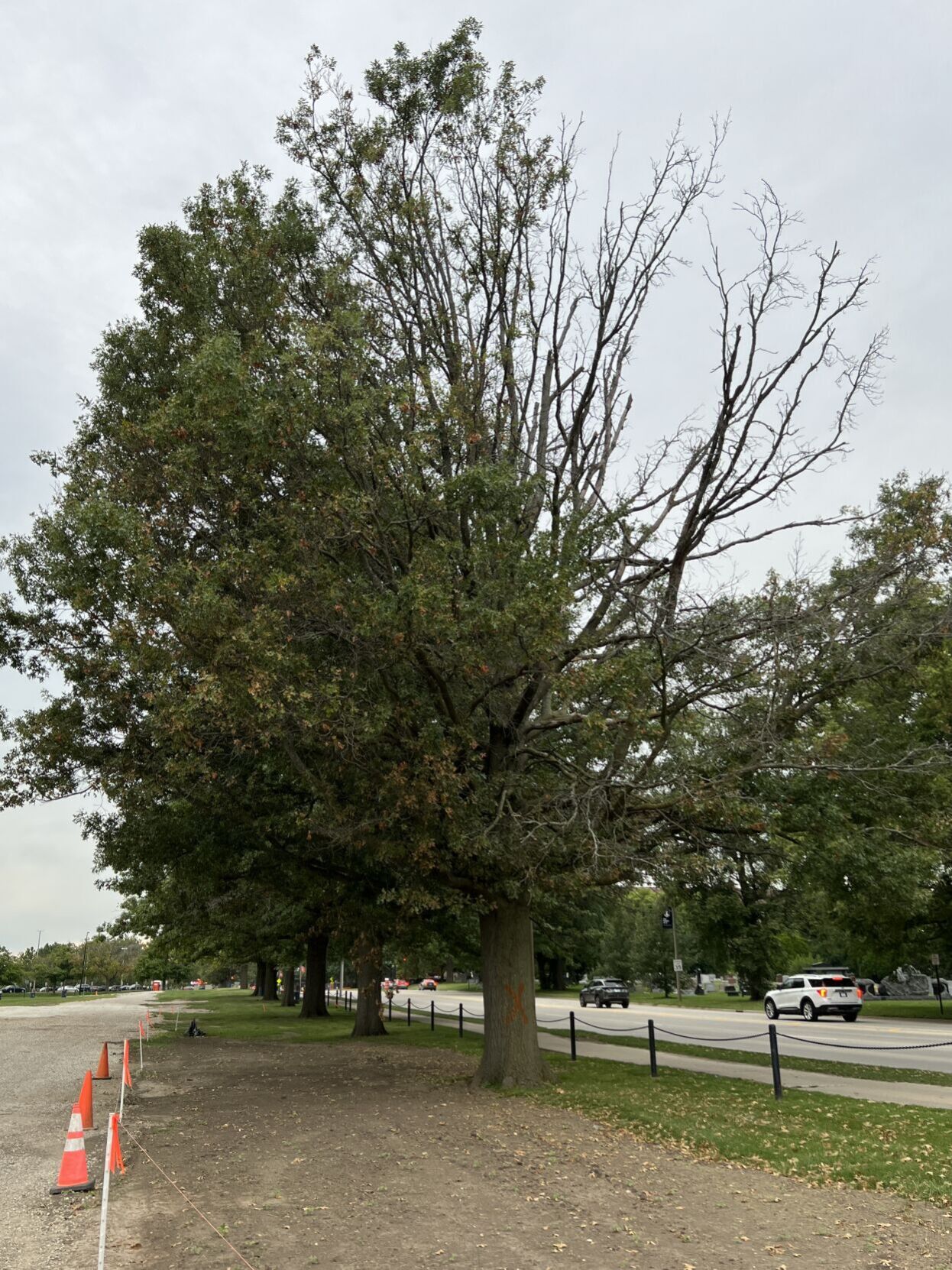 KR.Mailbag.HalfDeadTree.JPG